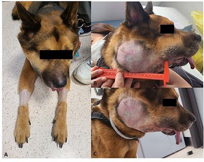 Case report: Suspected plasmablastic lymphoma in a dog resembling the clinical presentation in humans